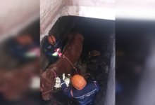 Спасение лошади из подвала попало на видео в Алматинской области