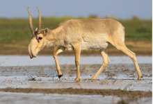 Водитель сбил сайгака и прямо на дороге разделал тушу в Костанайской области
