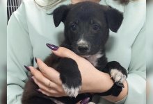 Щенка спасли из подвала многоэтажки в Усть-Каменогорске