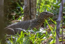 Мужчина сварил и съел 12 варанов в качестве "лекарства"