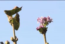 Сирень неожиданно зацвела в Актобе (ВИДЕО)