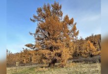 700-летнее дерево растет в лесах ВКО