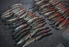 124 щуки выловил пенсионер из Хромтау