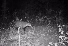В Павлодарской области барсук попал в фотоловушку (ВИДЕО)