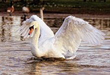 Браконьера с тушками лебедей задержали в Карагандинской области