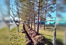 Подрядчики покалечили деревья при прокладке кабелей в Костанае