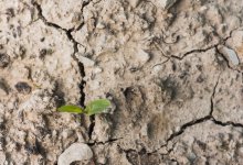 Более 20% пастбищ в Казахстане являются непригодными