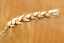 Рекордную сумму на продажах пшеницы заработал Казахстан