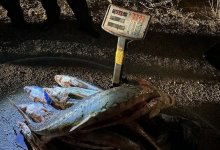 Житель Мангистау незаконно выловил 50 кг осетра