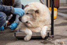 Бездомную собаку весом в 100 кг нашли волонтеры на улице