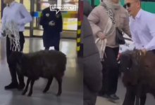 Блогера арестовали за прогулки с бараном в столичном ТРЦ