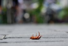 Смертельная травля клопов в Актау: дезинсекция станет лицензируемой деятельностью