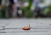 Названия препаратов от клопов, которые убивают людей, озвучили в Мангистау