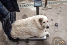 На 30 кг похудел пес весом в центнер, которого нашли на улице волонтеры