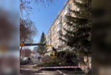 Акимат разрешил предпринимателю спилить елки в Петропавловске (ВИДЕО)