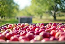 Апорт официально стал казахстанским брендом