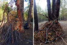 Готовили поджог в "Семей орманы"? В прокуратуре рассказали подробности