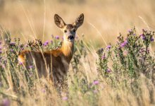 Мужчина застрелил косулю на миллион тенге в ВКО