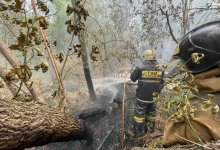 Лесной пожар в" Семей орманы": причину назвали в Генпрокуратуре
