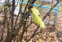 Костанайские растения переживают вторую весну