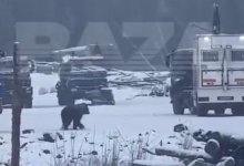 Медведь напал на двух рабочих в Якутии (ВИДЕО)