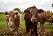 Сибирская язва в Карагандинской области: карантин с поселка снят