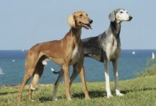 Международная выставка собак пройдет в Астане