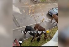 Пасущихся лошадей засняли на улицах Астаны (ВИДЕО)