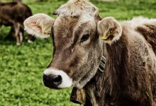 Карантин из-за падежа скота объявили в Актюбинской области