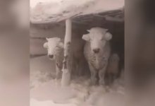 Замерзающих от холода коров засняли жители СКО (ВИДЕО)