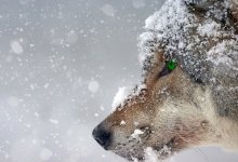 Нападения волков на людей участились в ВКО