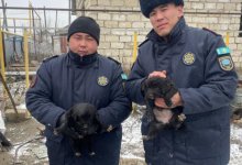 Двух щенков вытащили из уличного туалета спасатели в Актюбинской области