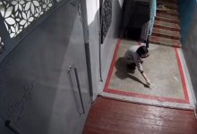 Кошку облила уксусом женщина в Павлодаре (ВИДЕО)