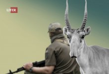 Тушенку из мяса сайги начали производить в Костанайской области