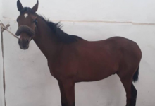 Конокрады пустили под нож чистокровного скакуна в Карагандинской области