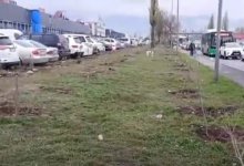 Уничтоживших 460 саженцев на улице в Алматы нашли полицейские