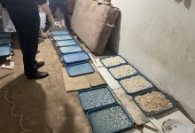 Более 150 кг наркотиков изъял КНБ из оборота за месяц