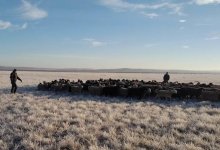 Пастух заблудился и всю ночь провел в степи в Абайской области