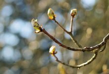 "Распустились раньше времени": агрономы Казахстана бьют тревогу