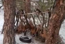 Заготовки для поджога в лесу Семея: что обнаружили на месте