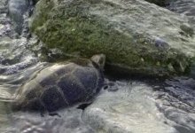 Уникальную "находку" снял на видео житель Актау