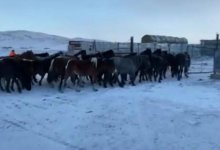 Лошадей стоимостью 12 млн тенге выкрали у фермера в Карагандинской области