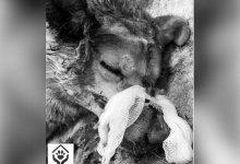 Забивший собаку до смерти палкой житель Усть-Каменогорска избежал наказания