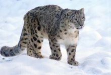 Снежных барсов стало меньше: в Минэкологии прокомментировали информацию