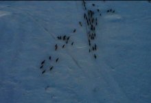 Табун лошадей за 30 млн тенге нашли акмолинские полицейские