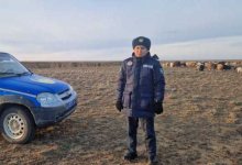Скот на 35 миллионов тенге потерял пастух в Костанайской области