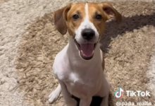 Реакция пса на гимн Казахстана вызвала восторг у пользователей сети (ВИДЕО)