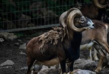 Мужчина получил срок за убийство краснокнижного архара в области Абай