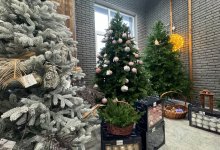 Какую елку лучше поставить дома? Рекомендации эксперта