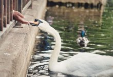 Орнитологи призывают актаусцев прикармливать лебедей